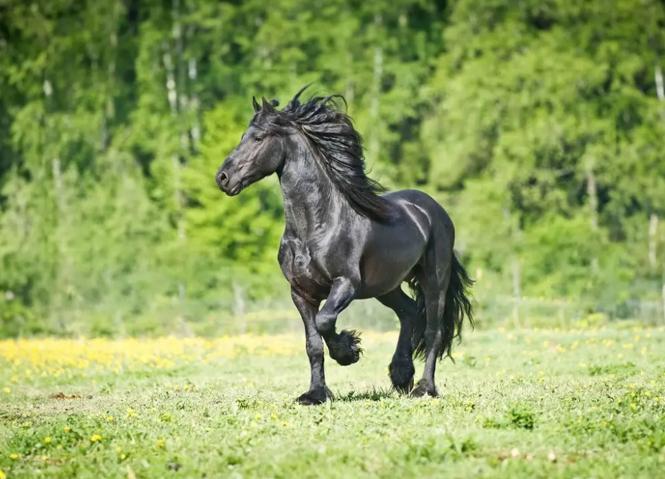 elimination des chevaux || elimination turf